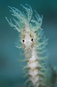 Portrait of a Yellow seahorse (Hippocampus guttulatus), Capo Galera, Alghero, Sardinia Portrait of a Yellow seahorse (Hippocampus guttulatus), Capo Galera, Alghero, Sardinia