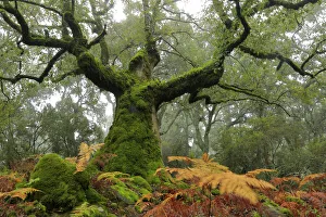 Portuguese oak tree (Quercus faginea) covered in moss, Los Alcornocales Natural Park Portuguese oak tree (Quercus faginea) covered in moss, Los Alcornocales Natural Park