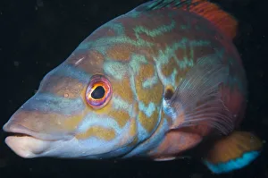 Potrait of a Cuckoo wrasse (Labrus bimaculatus) Loch Linnhe, west coast of Scotland, UK, September Potrait of a Cuckoo wrasse (Labrus bimaculatus) Loch Linnhe, west coast of Scotland, UK, September