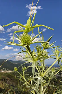 Predatory bush cricket (Saga pedo) waiting for prey on Eryngium, Italy Predatory bush cricket (Saga pedo) waiting for prey on Eryngium, Italy