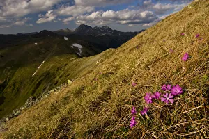 Least primroses (Primula minima) flowering on slope, Liptovske kopi, Western Tatras Least primroses (Primula minima) flowering on slope, Liptovske kopi, Western Tatras