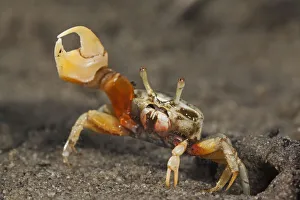 Princely fiddler crab (Uca princeps), Bahia Magdalena, Baja California Peninsula Princely fiddler crab (Uca princeps), Bahia Magdalena, Baja California Peninsula