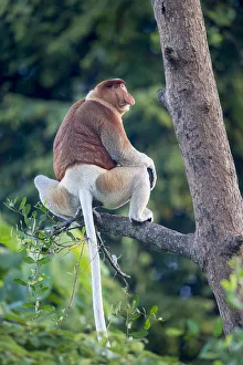 Proboscis monkey (Nasalis larvatus) Riverine forest, Kinabatangan River, Sukau, Sabah, Borneo Proboscis monkey (Nasalis larvatus) Riverine forest, Kinabatangan River, Sukau, Sabah, Borneo
