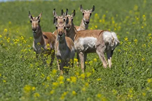 Pronghorn antelope (Antilocapra americana) females, Saskatchewan, Canada Pronghorn antelope (Antilocapra americana) females, Saskatchewan, Canada