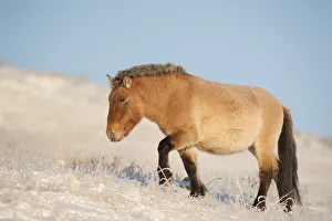 Przewalski horse (Equus ferus przewalski) Khustain Nuruu National Park, Mongolia Przewalski horse (Equus ferus przewalski) Khustain Nuruu National Park, Mongolia