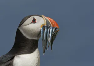 Puffin (Fratercula arctica) with beak full of sandeels, Farne Islands, Northumberland Puffin (Fratercula arctica) with beak full of sandeels, Farne Islands, Northumberland