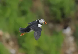 Puffin (Fratercula arctica) in flight, Saltee Islands, County Wexford, Republic of Ireland Puffin (Fratercula arctica) in flight, Saltee Islands, County Wexford, Republic of Ireland
