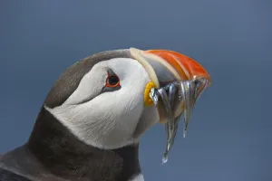 Puffin (Fratercula arctica) with sand eels in beak, Farne Islands, Northumberland, June Puffin (Fratercula arctica) with sand eels in beak, Farne Islands, Northumberland, June