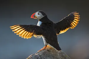 Puffin (Fratercula arctica) wings spread backlit, Great Saltee Island, County Wexford Puffin (Fratercula arctica) wings spread backlit, Great Saltee Island, County Wexford