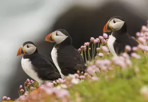 Puffins (Fratercula arctica) among coastal thrift. Saltee Islands, Ireland, UK, July Puffins (Fratercula arctica) among coastal thrift. Saltee Islands, Ireland, UK, July