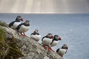 Puffins (Fratercula arctica) Shaint Isles, Scotland, UK, June Puffins (Fratercula arctica) Shaint Isles, Scotland, UK, June