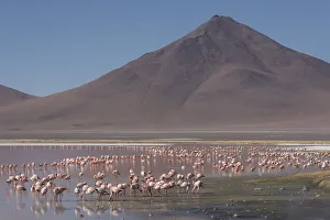 Puna / James flamingo (Phoenicoparrus jamesi) flock on Laguna Colorado, Reserva Eduardo Avaroa Puna / James flamingo (Phoenicoparrus jamesi) flock on Laguna Colorado, Reserva Eduardo Avaroa
