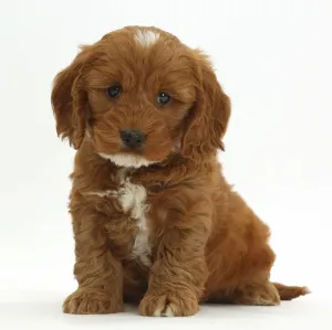 Cockapoo Prints: Cockapoo Puppies Print