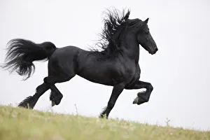 Purebred black Friesian stallion doing passage, Ojai, California, USA Purebred black Friesian stallion doing passage, Ojai, California, USA