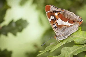 Purple Emperor Butterfly (Apatura iris) male on English Oak (Quercus robur Purple Emperor Butterfly (Apatura iris) male on English Oak (Quercus robur