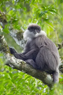 Purple-faced leaf monkey (Semnopithecus vetulus) Sri Lanka Purple-faced leaf monkey (Semnopithecus vetulus) Sri Lanka