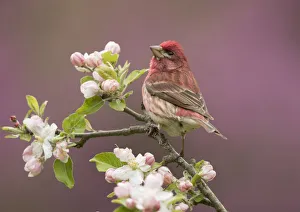 Purple Finch (Carpodacus purpureus) perched amid apple blossom, New York, USA Purple Finch (Carpodacus purpureus) perched amid apple blossom, New York, USA