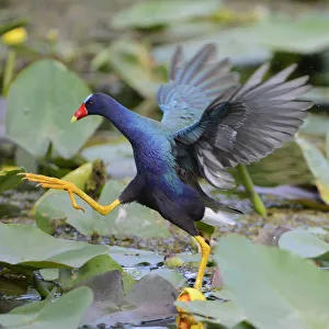 Purple gallinule (Porphyrio martinicus) moving across waterlily covered surface Purple gallinule (Porphyrio martinicus) moving across waterlily covered surface