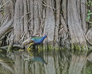 Purple gallinule (Porphyrula martinica) in mangrove swamp Purple gallinule (Porphyrula martinica) in mangrove swamp