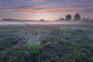 Purple Moor-grass (Molinia caerulea) tussock in grassland, on misty morning Purple Moor-grass (Molinia caerulea) tussock in grassland, on misty morning