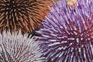 Purple sea urchin (Sphaerechinus granularis), three of different colours. Tenerife, Canary Islands Purple sea urchin (Sphaerechinus granularis), three of different colours. Tenerife, Canary Islands