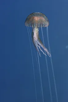 Purple stinger / Common jellyfish (Pelagia noctiluca) Malta, Mediteranean, May 2009 Purple stinger / Common jellyfish (Pelagia noctiluca) Malta, Mediteranean, May 2009