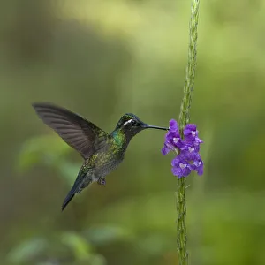 Purple throated mountain gem hummingbird (Lampornis calolaemus) hovering as it nectars Purple throated mountain gem hummingbird (Lampornis calolaemus) hovering as it nectars