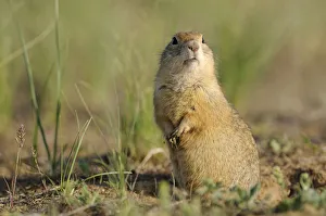 Pygmy ground squirrel / souslik (Spermophilus pygmaeus) standing on hind legs alert Pygmy ground squirrel / souslik (Spermophilus pygmaeus) standing on hind legs alert