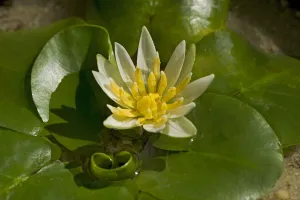 Pygmy Rwandan water lily (Nymphaea thermarum) in cultivation at Kew Gardens, London Pygmy Rwandan water lily (Nymphaea thermarum) in cultivation at Kew Gardens, London