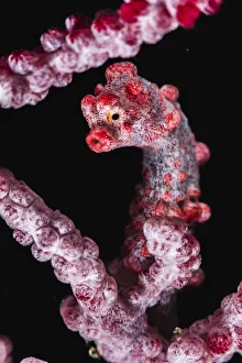 Pygmy seahorse (Hippocampus bargibanti) holding on to a branch of a sea fan coral Pygmy seahorse (Hippocampus bargibanti) holding on to a branch of a sea fan coral