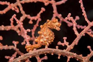Pygmy seahorse (Hippocampus bargibanti) Philippines Pygmy seahorse (Hippocampus bargibanti) Philippines