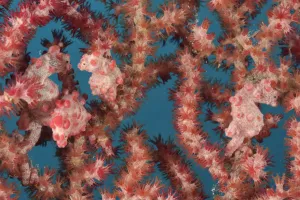 Four Pygmy seahorses (Hippocampus bargibanti) on a Seafan / Gorgonian (Muricella sp Four Pygmy seahorses (Hippocampus bargibanti) on a Seafan / Gorgonian (Muricella sp