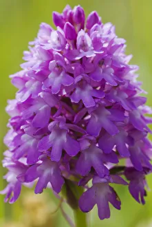 Pyramidal orchid (Anacamptis pyramidalis) flower. UK. June Pyramidal orchid (Anacamptis pyramidalis) flower. UK. June