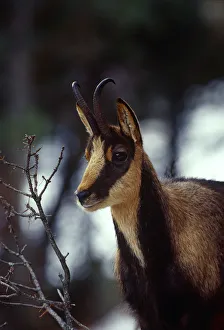 Pyrenean chamois {Rupicapra rupicapra pyrenaica} Pyrenees, France Pyrenean chamois {Rupicapra rupicapra pyrenaica} Pyrenees, France