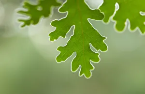 Pyrenean oak tree leaves (Quercus pyrenaica), Campanarios de Azaba Biological Reserve Pyrenean oak tree leaves (Quercus pyrenaica), Campanarios de Azaba Biological Reserve