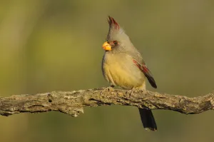Pyrrhuloxia (Cardinalis / Pyrrhuloxia sinuatus) female perched on branch Pyrrhuloxia (Cardinalis / Pyrrhuloxia sinuatus) female perched on branch