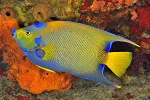Queen angelfish or blue or golden angelfish (Holacanthus ciliaris) Cozumel Island Queen angelfish or blue or golden angelfish (Holacanthus ciliaris) Cozumel Island
