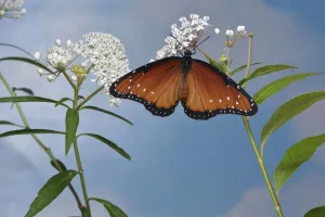 Queen butterfly (Danaus gilippus) expanding wings after emerging from chrysalis on Aquatic milkweed (Asclepias perennis) Queen butterfly (Danaus gilippus) expanding wings after emerging from chrysalis on Aquatic milkweed (Asclepias perennis)