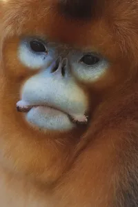 Quinling Golden snub nosed Monkey (Rhinopitecus roxellana qinlingensis), adult male face portrait Quinling Golden snub nosed Monkey (Rhinopitecus roxellana qinlingensis), adult male face portrait