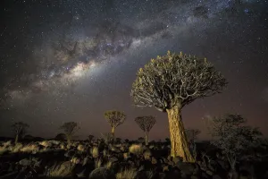 Quiver tree forest (Aloe dichotoma) at night with stars and the Milky Way, Keetmanshoop, Namibia Quiver tree forest (Aloe dichotoma) at night with stars and the Milky Way, Keetmanshoop, Namibia