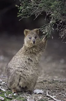 Quokka {Setonix brachyurus} feeding, Australia Quokka {Setonix brachyurus} feeding, Australia