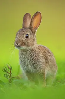 UK Mammals Prints: Rabbit (Oryctolagus cuniculus) juvenile, portrait, Norfolk, UK. June