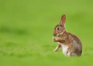 Oryctolagus Cuniculus Pictures Prints: Rabbit (Oryctolagus cuniculus) juvenile
