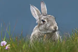 Shetland Islands Wildlife Prints: Rabbit (Oryctolagus cuniculus) portrait, Mainland, Shetland Islands, Scotland, UK. July
