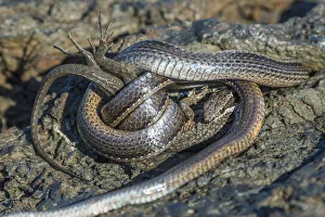 Racer snake (Pseudalsophis biserialis) feeding on lava lizard, Puerto Pajas Racer snake (Pseudalsophis biserialis) feeding on lava lizard, Puerto Pajas