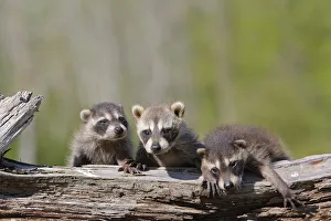 Racoon (Procyon lotor) three babies, captive, USA Racoon (Procyon lotor) three babies, captive, USA