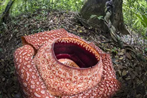 Rafflesia flower (Rafflesia keithii) growing from Tetrastigma vine on rainforest floor Rafflesia flower (Rafflesia keithii) growing from Tetrastigma vine on rainforest floor