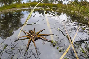 Raft Spider (Dolomedes fimbriatus) female on heathland pool Raft Spider (Dolomedes fimbriatus) female on heathland pool