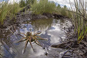 Raft Spider (Dolomedes fimbriatus) female resting on the surface of a moorland pool Raft Spider (Dolomedes fimbriatus) female resting on the surface of a moorland pool
