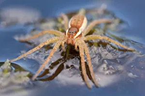 Raft spider (Dolomedes fimbriatus) on water, Arne RSPB reserve, Dorset, England, UK, July Raft spider (Dolomedes fimbriatus) on water, Arne RSPB reserve, Dorset, England, UK, July